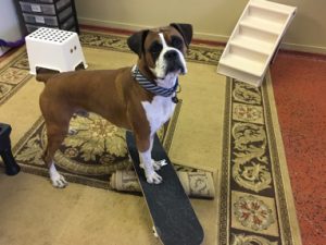 Dog on skateboard