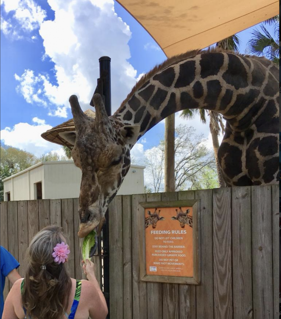 Leah feeding a Giraffe
