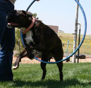 Dog jumping through hoop