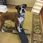 Dog on skateboard