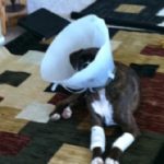 Dog with cone