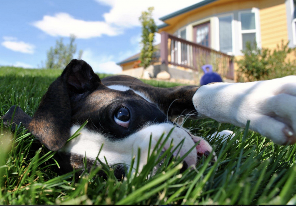 Playful puppy asking for engagement.